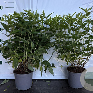 Diervilla sessilif. 'Butterfly' 40-60 cm 2,0L