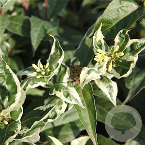 Diervilla sessilif. Cool Splash 15-20 cm 5,0L