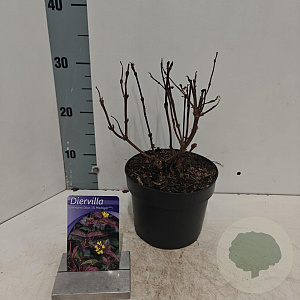 Diervilla splendens 'El Madrigal' 25-30 cm 2,0L