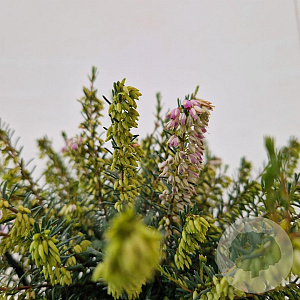 Erica darl. 'Ghost Hills' 20-25 cm C1.5