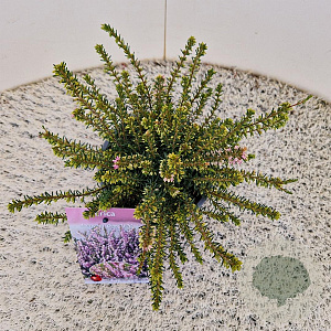 Erica darl. 'Ghost Hills' 20-25 cm C1.5