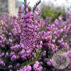 Erica darl. 'Ghost Hills' GM 2,0L