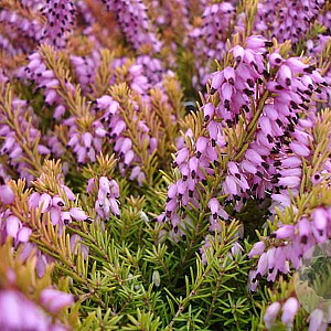Erica darl. 'Mary Helen' 15 cm P15