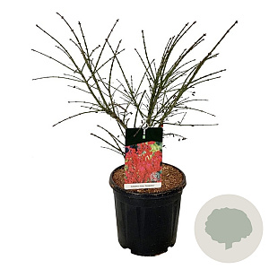 Euonymus alat. 'Compactus' 50-60 cm 15L