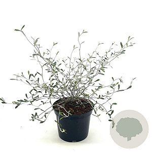 Corokia virgata 30-40 cm 2,0L