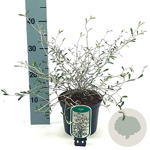 Corokia virgata 30-40 cm 2,0L