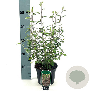 Corokia virgata 'Frosted Chocolate' 30-40 cm 2,0L