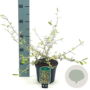 Corokia virgata 'Sunsplash' 30-40 cm 2,0L