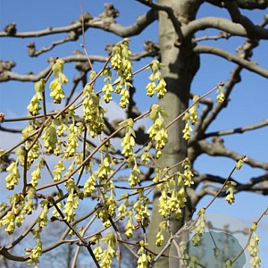 Corylopsis spicata 40-50 cm 5,0L vertakt