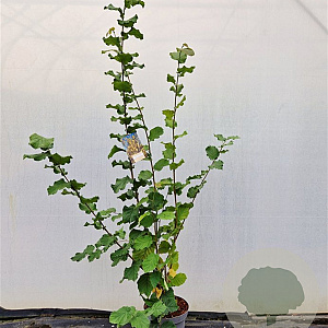 Corylus avellana 150-175 cm 10L