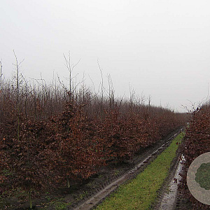 Fagus syl. 'Atropunicea' 14-16 HO draadkluit geveerd