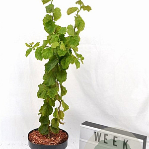 Corylus a. 'Scooter' 40-60 cm 3,0L