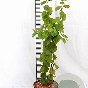 Corylus a. 'Scooter' 40-60 cm 3,0L