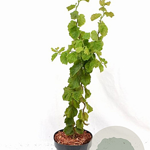 Corylus a. 'Scooter' 40-60 cm 3,0L