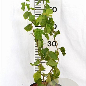 Corylus a. 'Twister' 40-60 cm 3,0L
