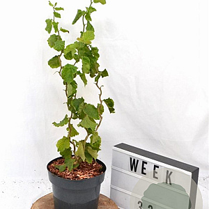 Corylus a. 'Twister' 40-60 cm 3,0L