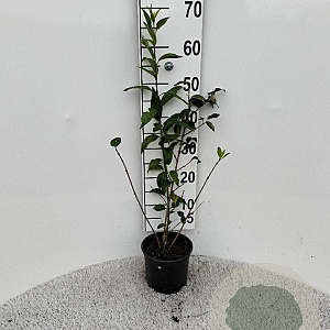 Forsythia int. 'Spectabilis' 40-60 cm 2,0L