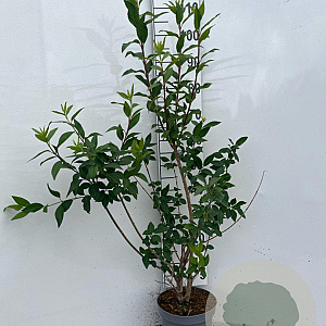 Forsythia int. 'Spectabilis' 80-100 cm 5,0L