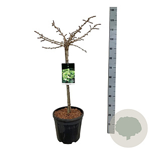 Ginkgo bil. 'Mariken' 60 cm stam 15L
