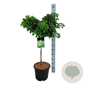 Ginkgo bil. 'Mariken' 60 cm stam 15L