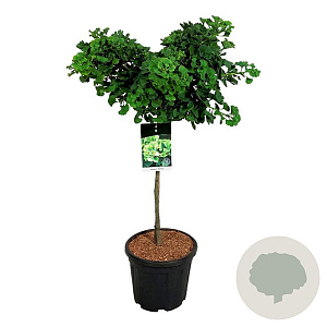 Ginkgo bil. 'Mariken' 60 cm stam 15L