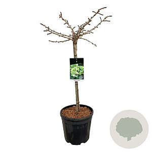 Ginkgo bil. 'Mariken' 60 cm stam 15L
