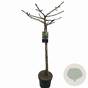 Ginkgo bil. 'Mariken' 90 cm stam 10L