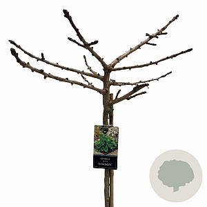 Ginkgo bil. 'Mariken' 90 cm stam 10L