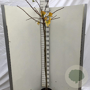 Ginkgo bil. 'Mariken' 150 cm stam 10L