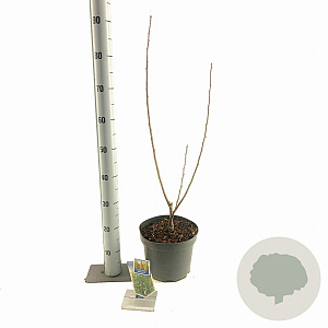 Ginkgo bil. 'Menhir' 120-140 cm 5,0L