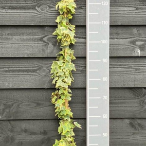 Hedera hel. 'Goldchild' 150-175 cm vierkant rond 5,5L
