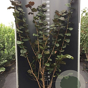 Corylus m. 'Purpurea' 150-175 cm 20L