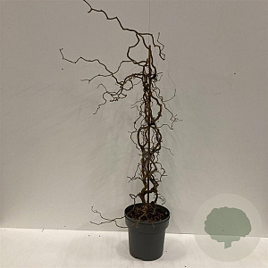 Corylus 'Red Majestic' 80-100 cm 12L