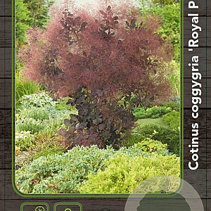 Cotinus cog. 'Royal Purple' 30-40 cm 2,5L