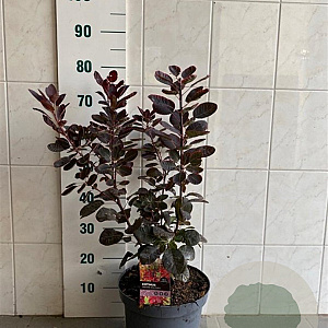 Cotinus cog. 'Royal Purple' 60-80 cm 7,5L