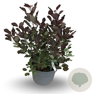 Cotinus Dusky Maiden 40-50 cm 4,0L