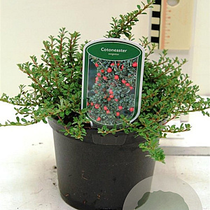 Cotoneaster congestus 25-30 cm 2,0L