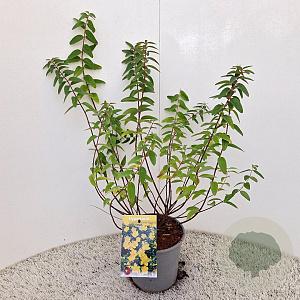 Hypericum 'Hidcote' 40-50 cm 2,5L