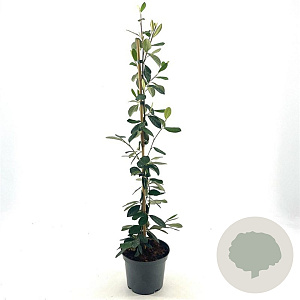 Cotoneaster lacteus 60-70 cm 2,0L