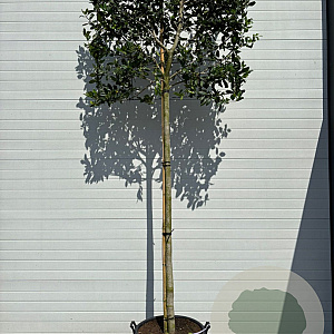 Ilex 'Nellie R. Stevens' 12-14 HO draadkluit LEIVORM 200 cm stam