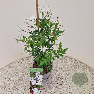 Jasminum officinale 60-65 cm 2,5L