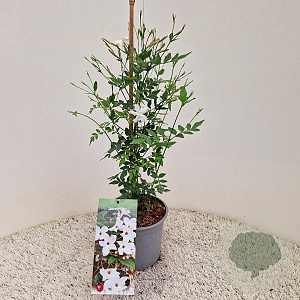Jasminum officinale 60-65 cm 2,5L