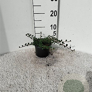 Cotoneaster pr. 'Queen of Carpets' 20-25 cm C1.3