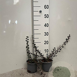 Cotoneaster pr. 'Queen of Carpets' 20-25 cm C1.3