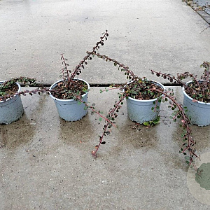 Cotoneaster pr. 'Queen of Carpets' 20-25 cm C1.3