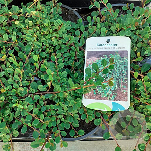 Cotoneaster pr. 'Queen of Carpets' 20-25 cm C1.3