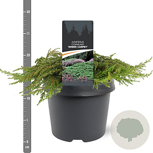 Juniperus comm. 'Green Carpet' 30-40 cm 3,0L
