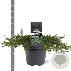Juniperus comm. 'Green Carpet' 40-50 cm 5,0L