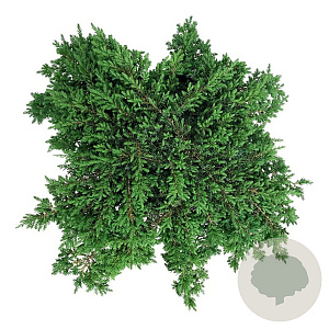Juniperus comm. 'Green Carpet' 40-50 cm 6L