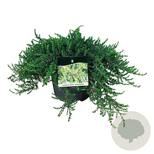Juniperus comm. 'Greenmantle' 40-50 cm 6L